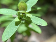 Hypericum hypericoides
