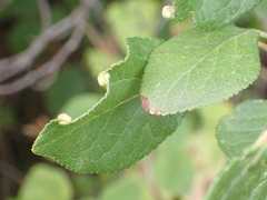 Eriophyes similis
