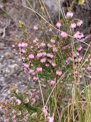 Erica spumosa
