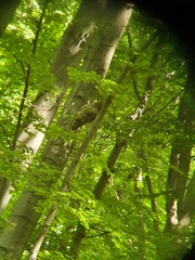Strix uralensis