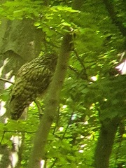 Strix uralensis