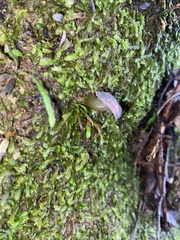 Gliophorus