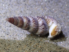 Ophiodermella inermis