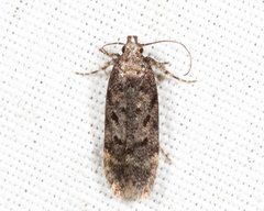 Chionodes pereyra