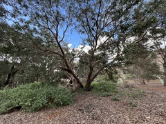 Eucalyptus baueriana thalassina