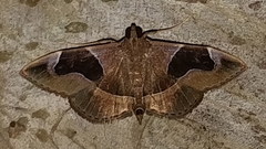 Lamprosema