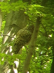 Strix uralensis