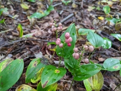 Maianthemum canadense