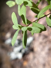 Hypericum hypericoides