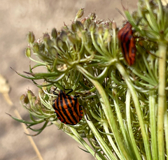 Graphosoma italicum italicum