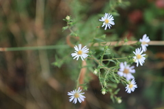 Symphyotrichum subspicatum