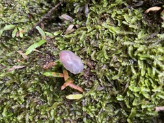 Gliophorus