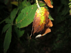 Phragmidium violaceum