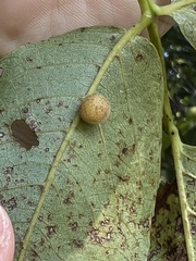 Caryomyia