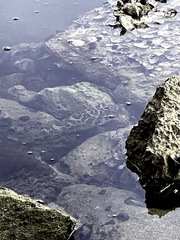 Sphoeroides testudineus