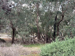 Eucalyptus baueriana thalassina