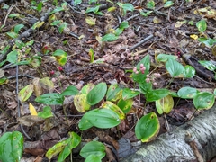 Maianthemum canadense