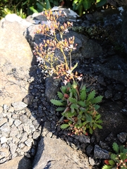 Micranthes petiolaris