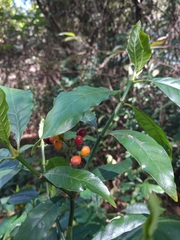 Psychotria carthagenensis