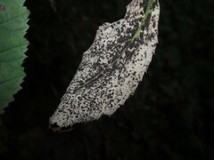 Phragmidium violaceum