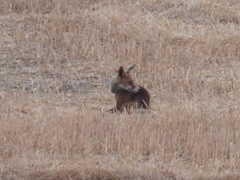 Vulpes vulpes silacea