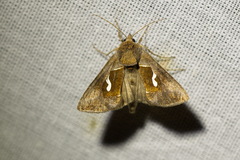 Macdunnoughia confusa