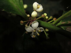 Ilex aquifolium