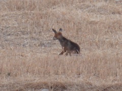 Vulpes vulpes silacea