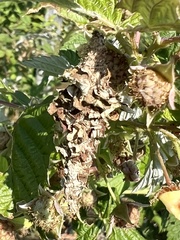 Thyridopteryx ephemeraeformis