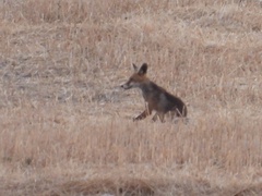 Vulpes vulpes silacea