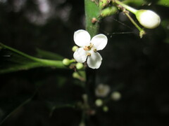 Ilex aquifolium
