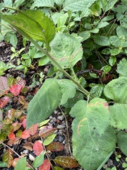 Symphyotrichum ciliolatum