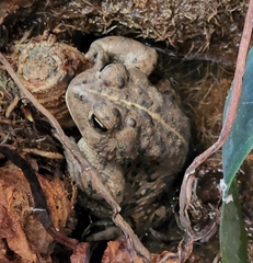 Anaxyrus boreas halophilus