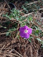 Geranium potentillifolium