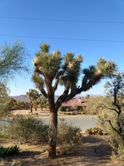 Yucca brevifolia