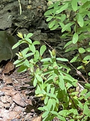Hypericum hypericoides