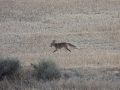 Vulpes vulpes silacea