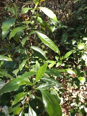 Psychotria carthagenensis