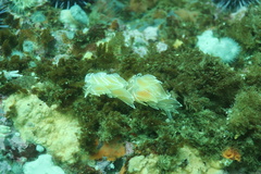 Dirona albolineata