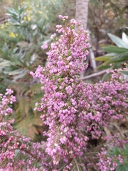 Erica hirtiflora
