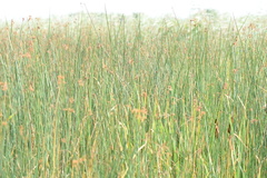 Schoenoplectus tabernaemontani