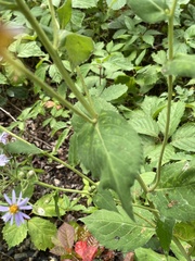 Symphyotrichum ciliolatum