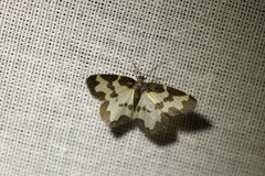 Lomaspilis marginata