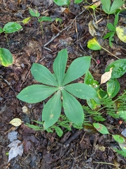 Medeola virginiana