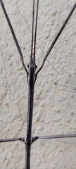 Pseudosermyle