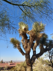 Yucca brevifolia