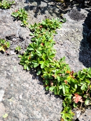 Sibbaldiopsis tridentata