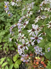 Symphyotrichum ciliolatum
