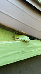 Hyla versicolor