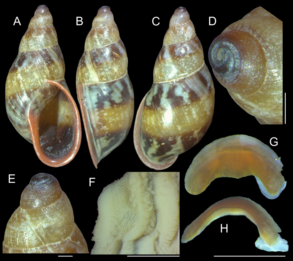 Anthinus multicolor